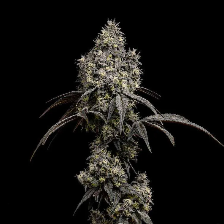 Gush Mints cannabis clone dense colas