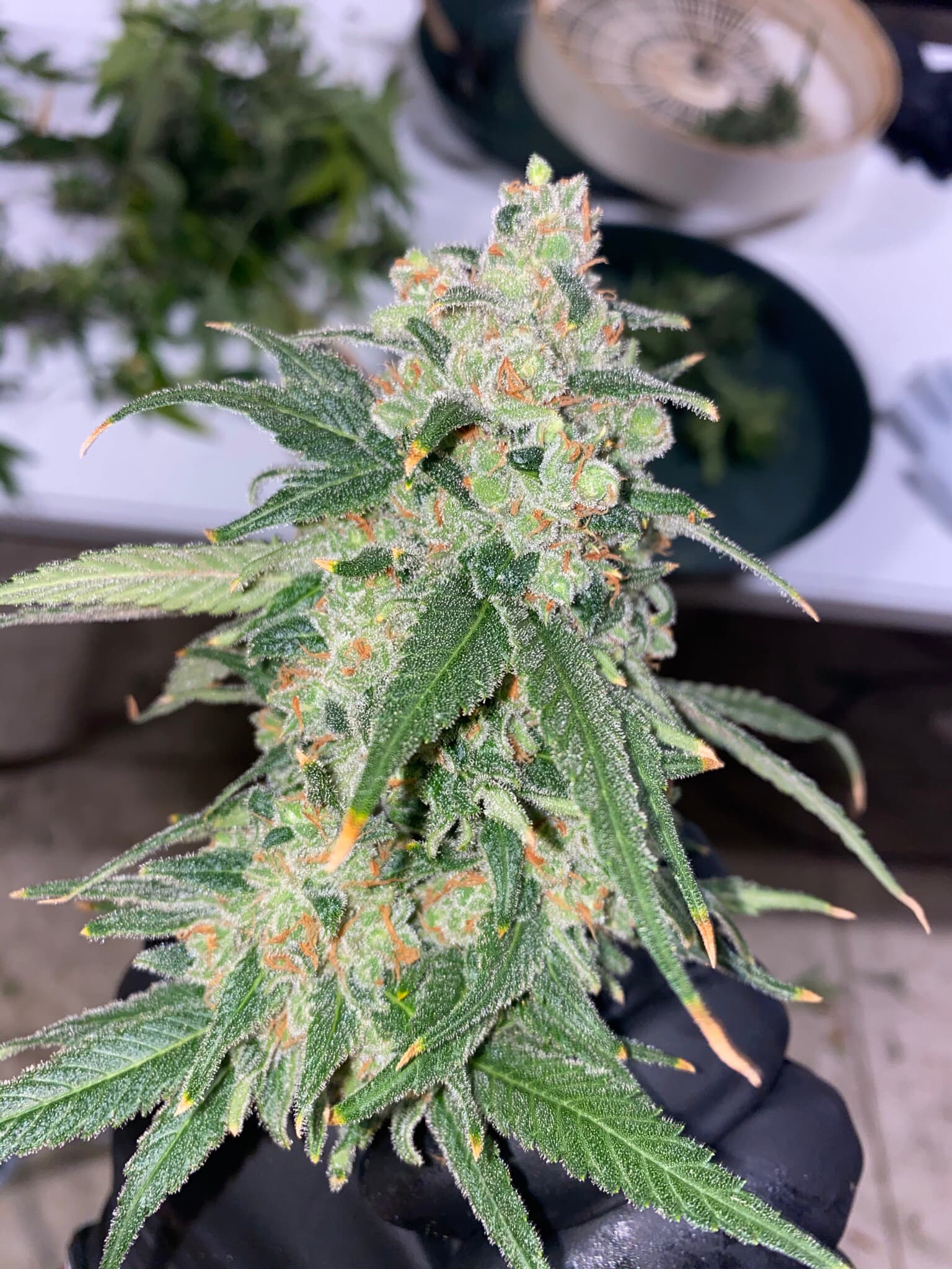 Sour Diesel clone AJs cut classic sativa